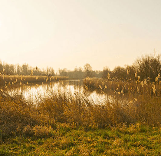 Environmental Invasives