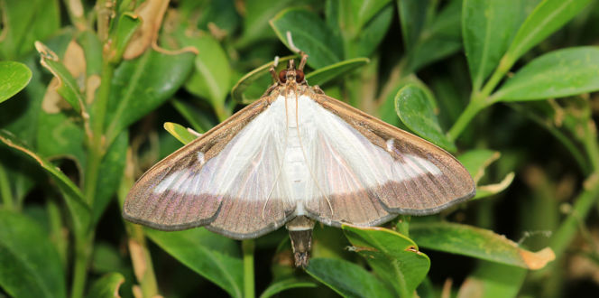 Ss 1201316737 Box Tree Moth