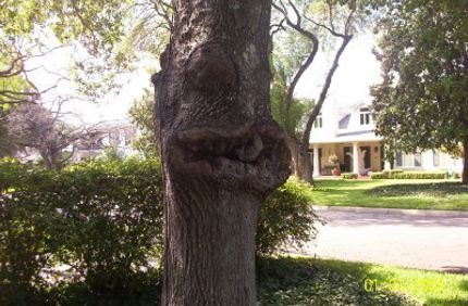 Canker On Red Oak Sa Tx1 Note Reaction Wood Growth