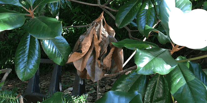 Pest And Disease Btb Tunneling Banner 1440X500