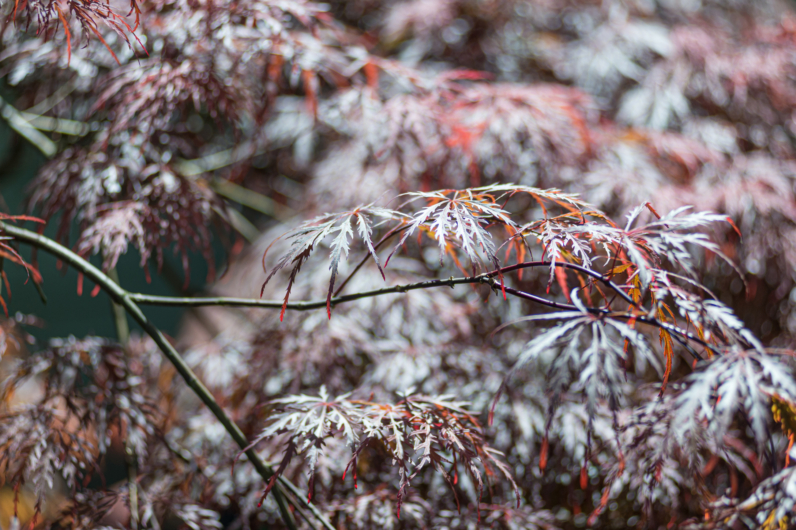 DSC 5304 4928X3280 E35Ca0B