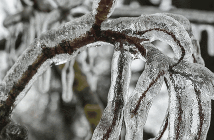 Trees Bent Over By Ice