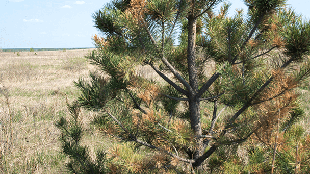 Pest And Disease Center Diplodia Tip Blight Sideimage4 608X341