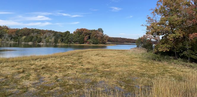 Wetlands And Woodlands