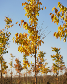 A skinny tree with yellow and orange colored leaves.