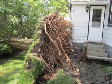 Fallen tree uprooted near house