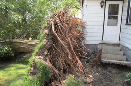 Storm Damage Black Locust