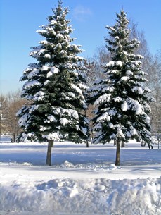 trees after a snowfall