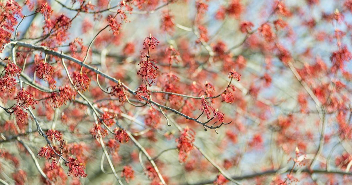 Spring Time Tree Life Tips on Springtime Tree Care | Davey Tree