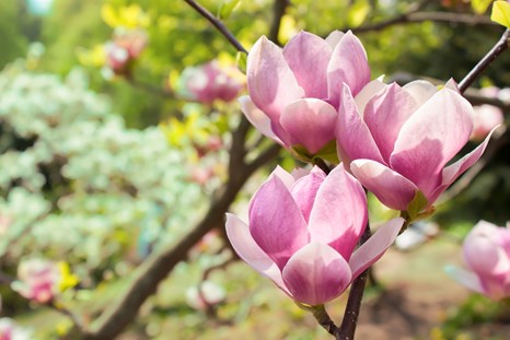 pink flowering tree