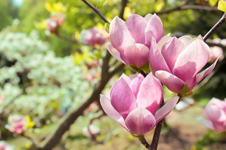 pink flowering tree