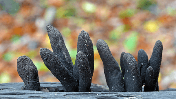 Pest And Disease Deadman Fingers Sideimage 608X341