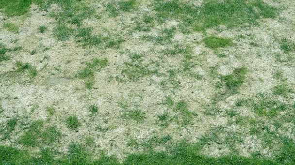 Pest And Disease Center Gray Snow Mold Sideimage 608X341