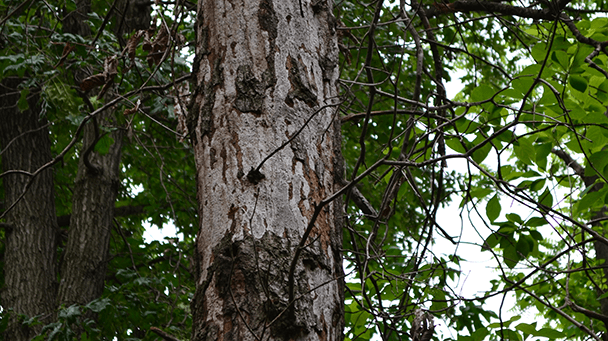 Pest And Disease Hypoxylon Canker Of Oaks Sideimage 608X341