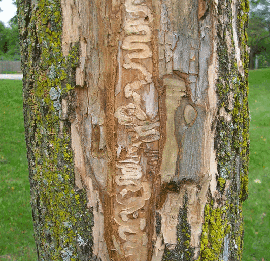 emerald ash borer