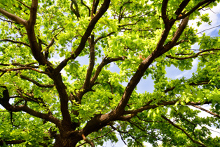 Oak Tree