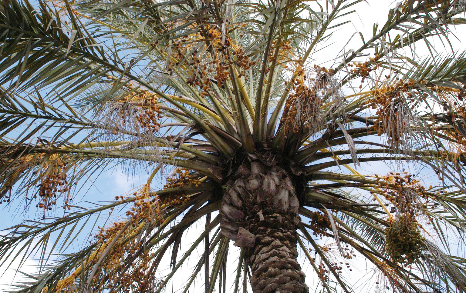 5475314 SMPT Lethal Bronzing2