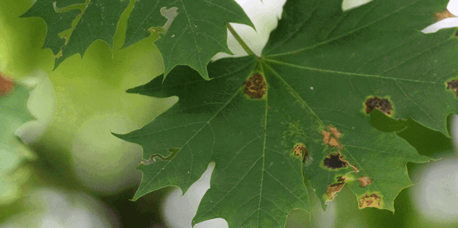 Pest And Disease Center Anthracnose Disease Of Deciduous Trees Banner 1440X500