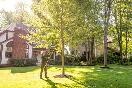 pruning a tree