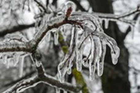 tree branch covered in ice