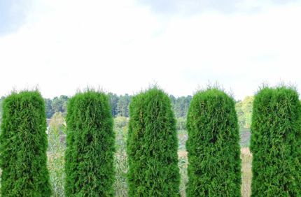 Windbreak Gettyimages 1033087824