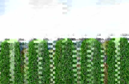 windbreak trees