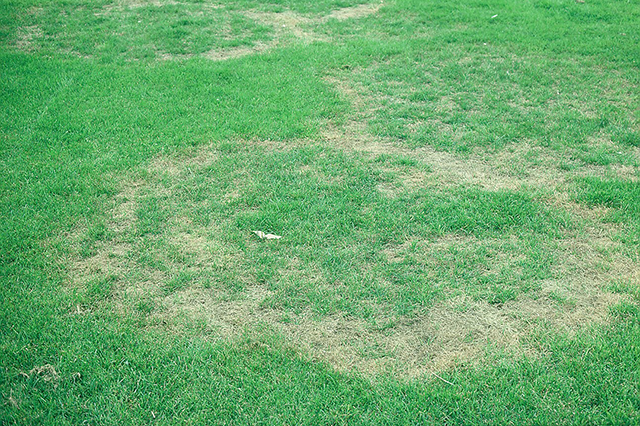 Commercial Blog Pests And Disease In Your Turf Sideimage3 640X426