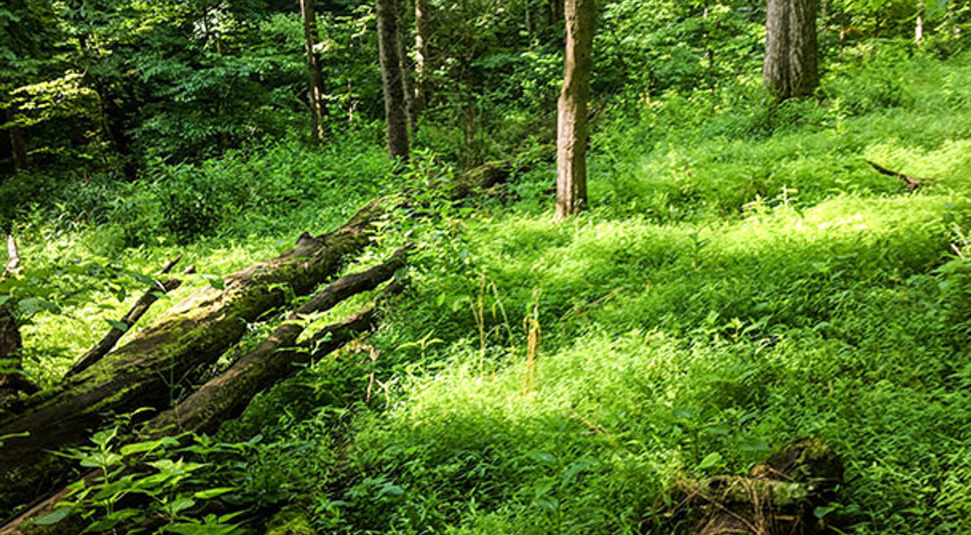 DRG Performs Invasive Species Control for Hamilton County, OH | Davey Tree