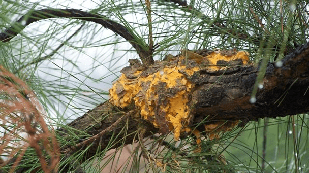 Pest And Disease Center Southern Fusiform Rust Sideimage 608X341