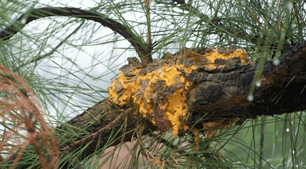 Fusiform Rust Disease | Davey Tree