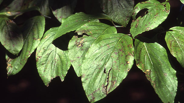 Pest And Disease Dogwood Anthracnose Sideimage 608X341