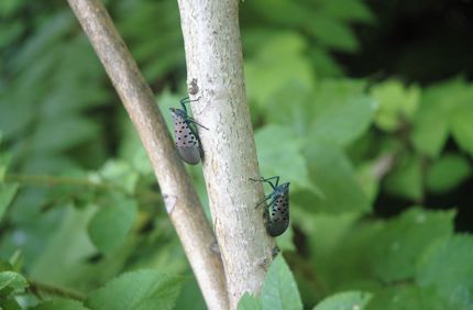 Two Spotted Lanternfly Adults On Tree Davey Tree