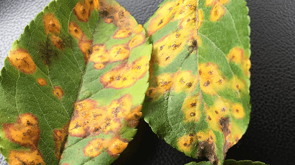 Pest And Disease Center Cedar Rust Sideimage2 608X341