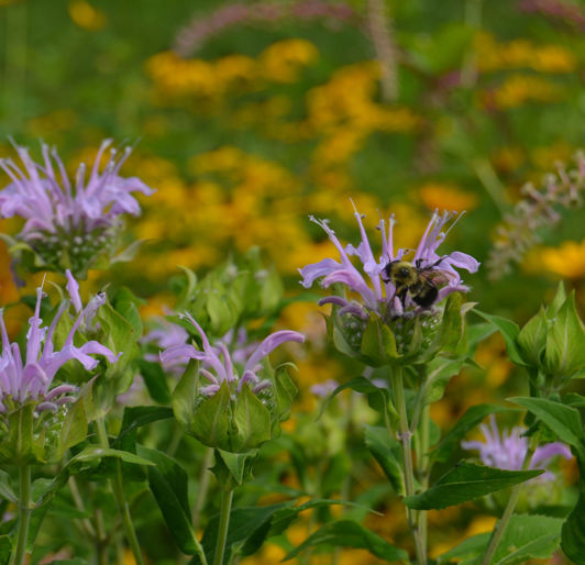 Tree research pollinator