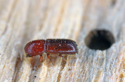 AS 507630274 Xyleborus Monographus MOB