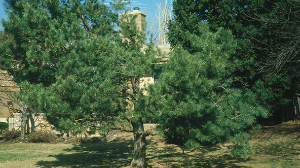 Pest And Disease Center Zimmerman Pine Moth Sideimage 608X341