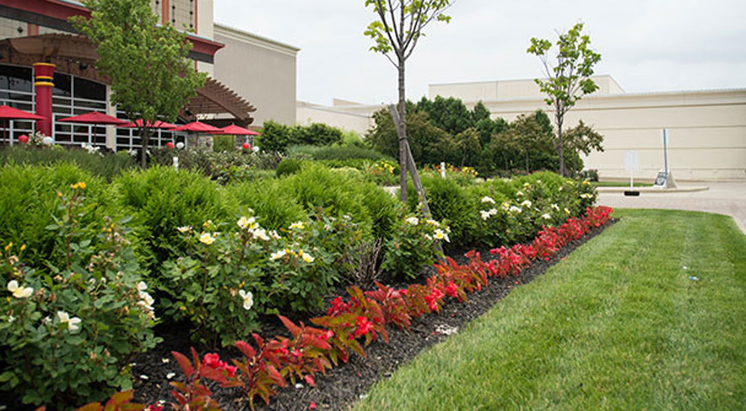 Tree Cutting Service South El Monte, CA