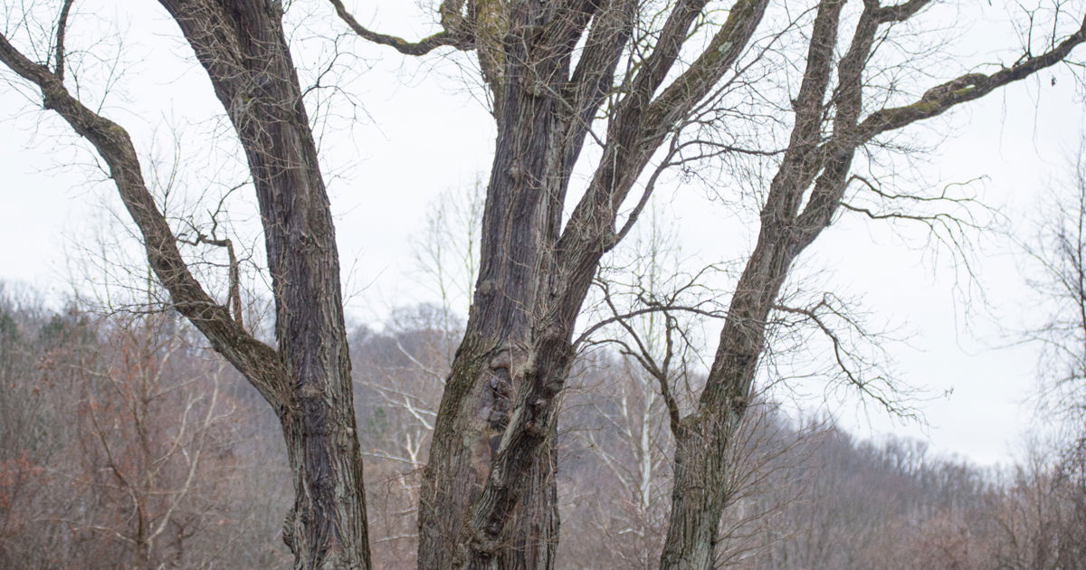 Signa Tree Akron's Signal Tree is doing just fine out of the public eye | Davey Tree