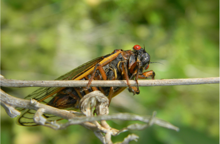 Cicada (1)