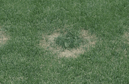 Pest And Disease Fusarium Blight Banner 1440X500