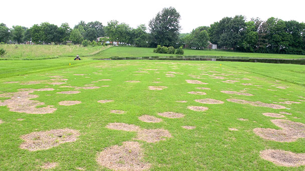 Pest And Disease Spring Dead Spot In Bermudagrass Sideimage 608X341
