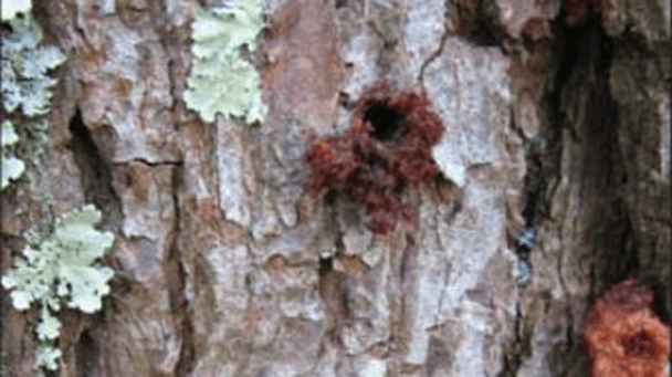 Black Turpentine Beetle Damage & Control Davey Tree