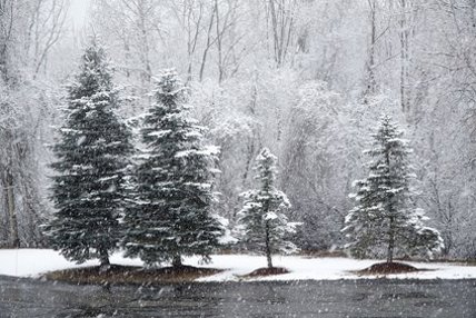 trees in snow