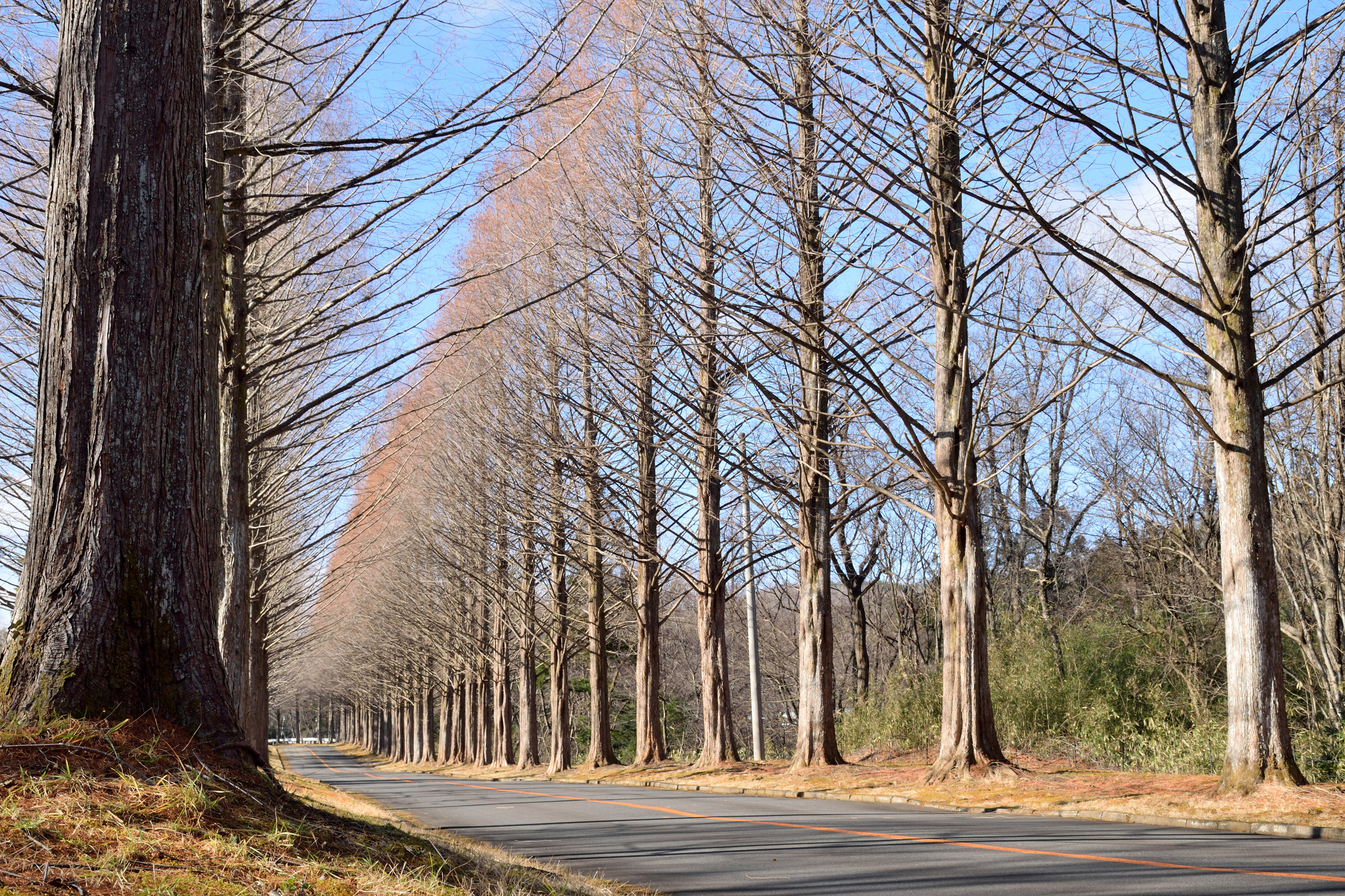 Shutterstock 542181982 Dawn Redwoods Seasonal Needle Drop