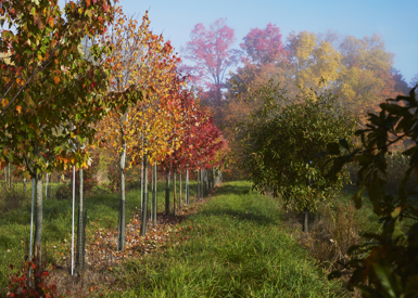 Rows of multi-colored trees in a grassy field.