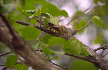 Cicadda