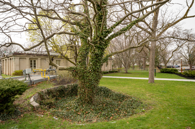 A vine-covered, leafless tree standing in a yard.