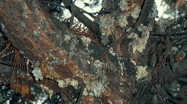 Pest And Disease Center Zimmerman Pine Moth Sideimage2 608X341