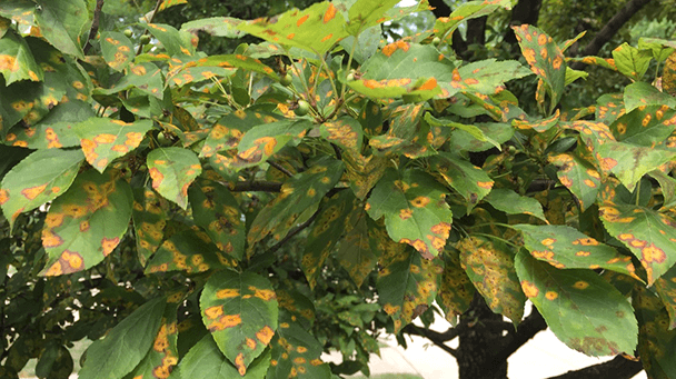 Pest And Disease Center Cedar Rust Sideimage 608X341