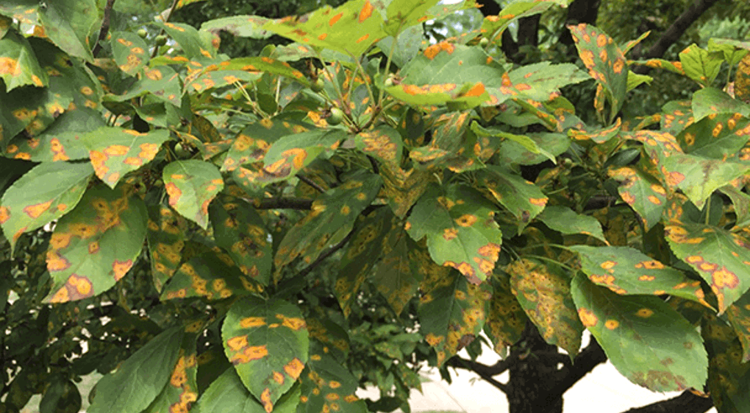 Cedar Rust: Cedar-quince Rust, Cedar-hawthorn Rust & Cedar-apple Rust ...